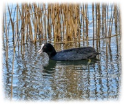 18th Mar 2020 - Coot And Reflections