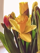 17th Mar 2020 - Daffodil and tulip