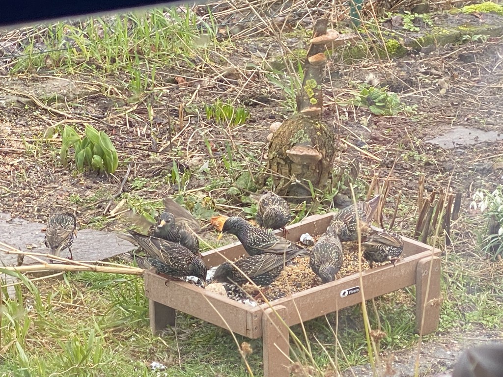 Starlings in our garden by ninihi