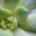 Succulent by monicac