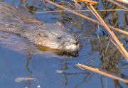 18th Mar 2020 - Ratty looking for Mole