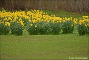 18th Mar 2020 - A host of golden daffodils