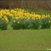 A host of golden daffodils by rosiekind