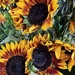 Autumn Sunflowers by ninaganci