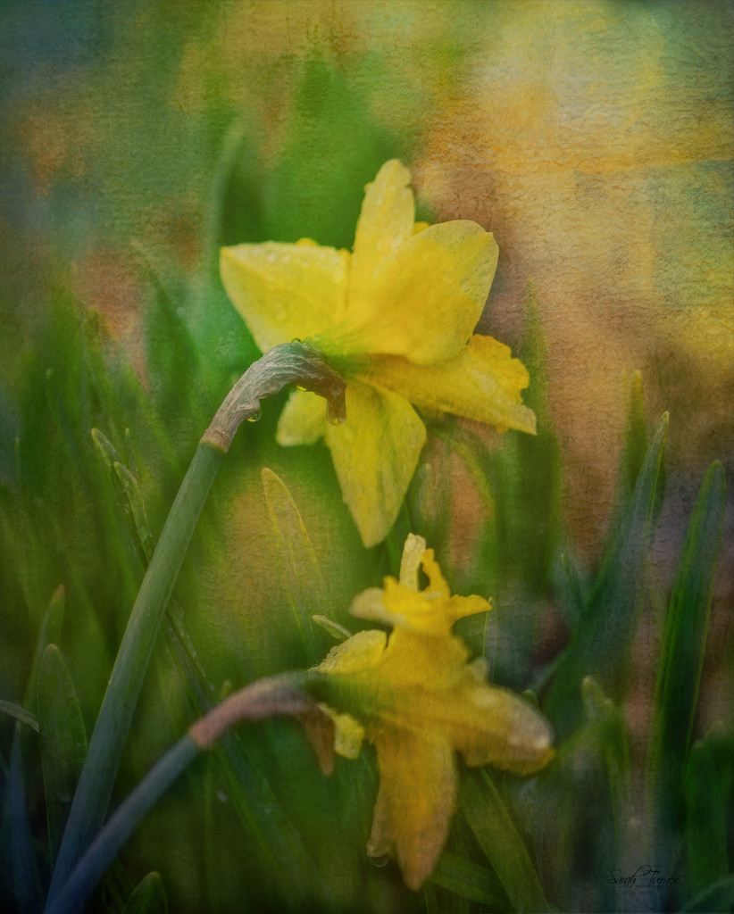 Daffodils  by samae