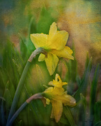 18th Mar 2020 - Daffodils 