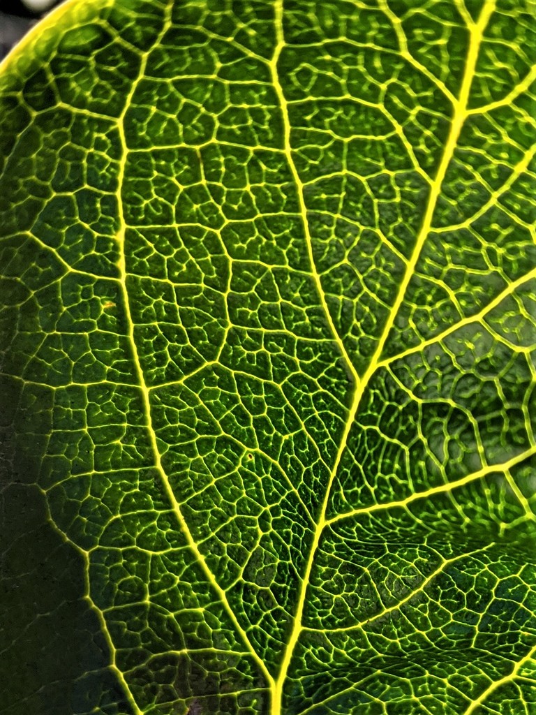 Green Leaf by sandradavies