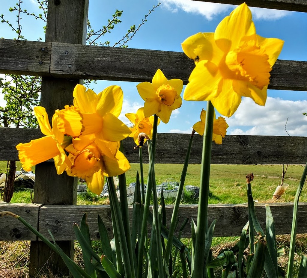 Cheerful Daffodils!  by bigmxx