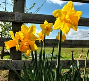 18th Mar 2020 - Cheerful Daffodils! 