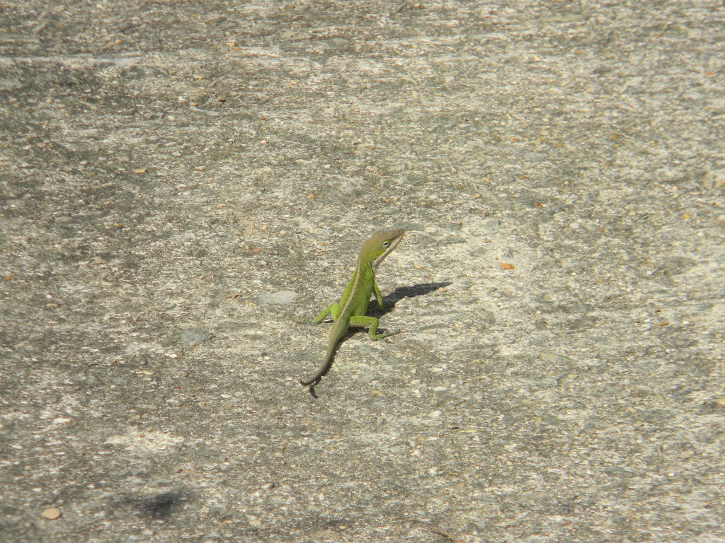 Lizard on Driveway by sfeldphotos