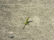 18th Mar 2020 - Lizard on Driveway