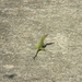 Lizard on Driveway by sfeldphotos