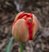 18th Mar 2020 - Tulip Cocoon