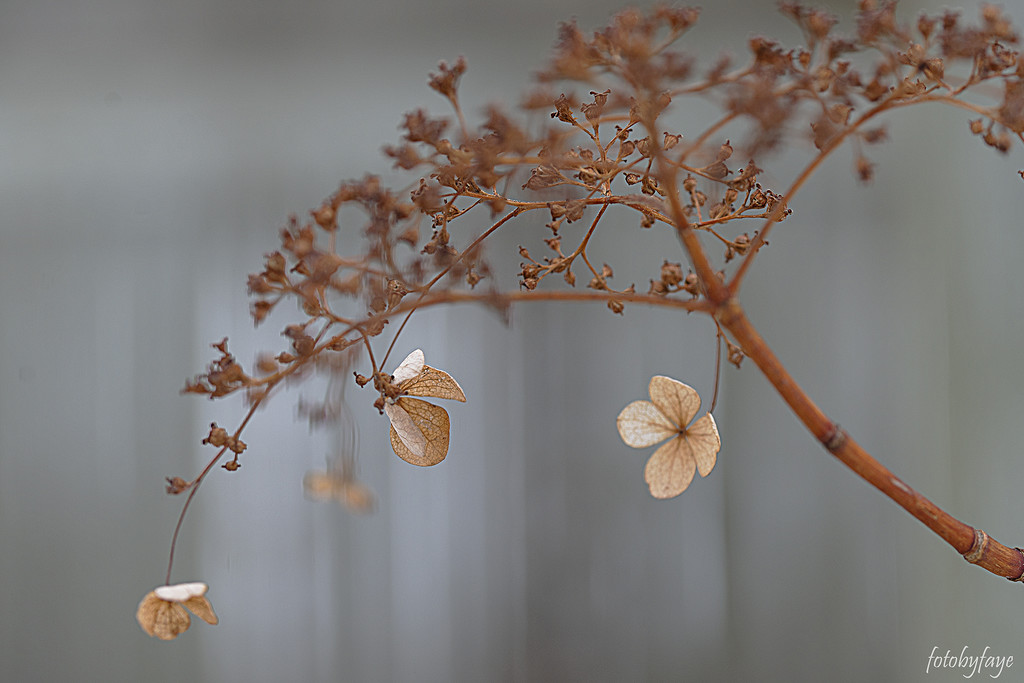 Little dried flowers by fayefaye