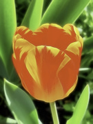 18th Mar 2020 - First Tulip