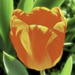 First Tulip by joysfocus