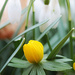 Winter Aconite 3 and Snowdrops by juliedduncan