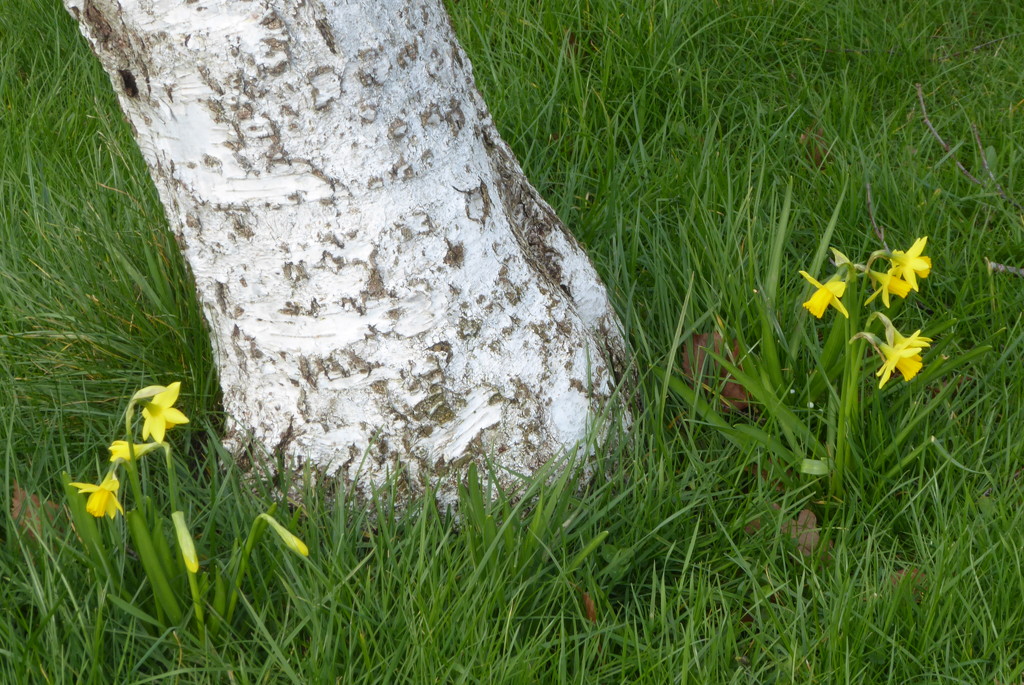 Daffodils for St David's day by speedwell