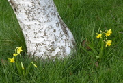 1st Mar 2020 - Daffodils for St David's day
