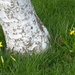 Daffodils for St David's day by speedwell