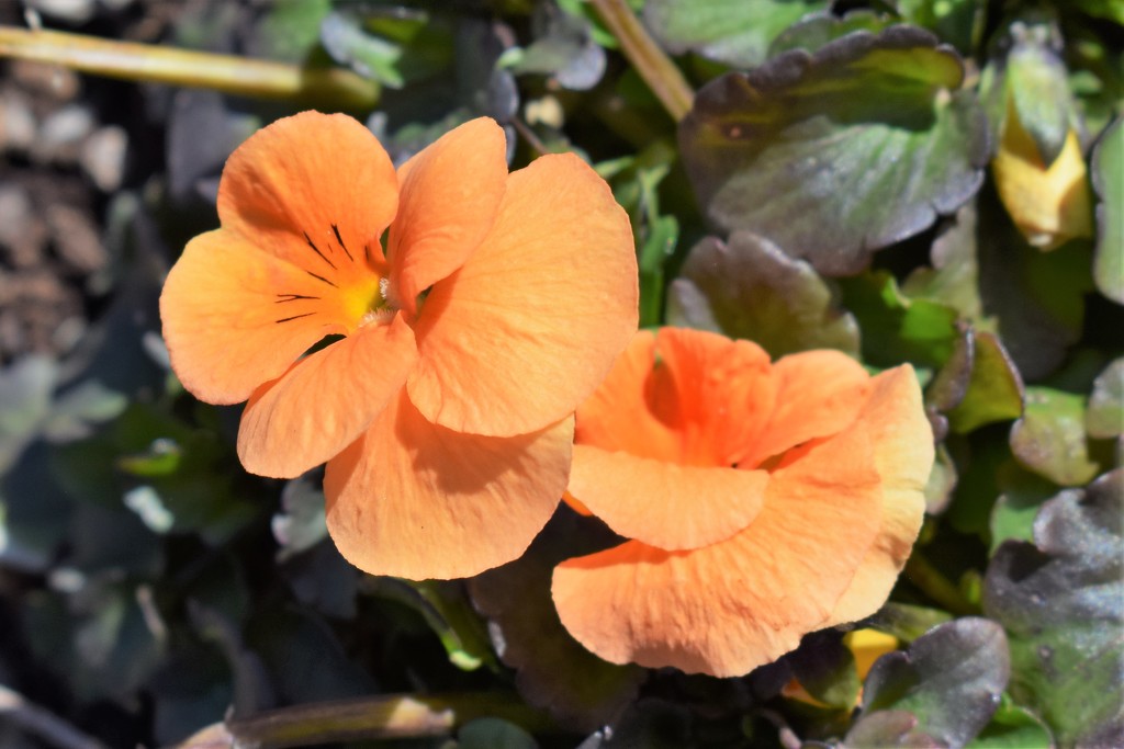 Orange Viola by sandlily