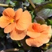 Orange Viola by sandlily