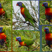 nature invented primary colours by koalagardens