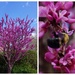 Redbud and Assistant by allie912