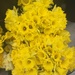 Daffodils  by kchuk