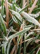 15th Mar 2020 - Morning Frost