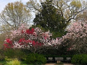 18th Mar 2020 - Spring in all it’s finery at Hampton Park in Charleston.