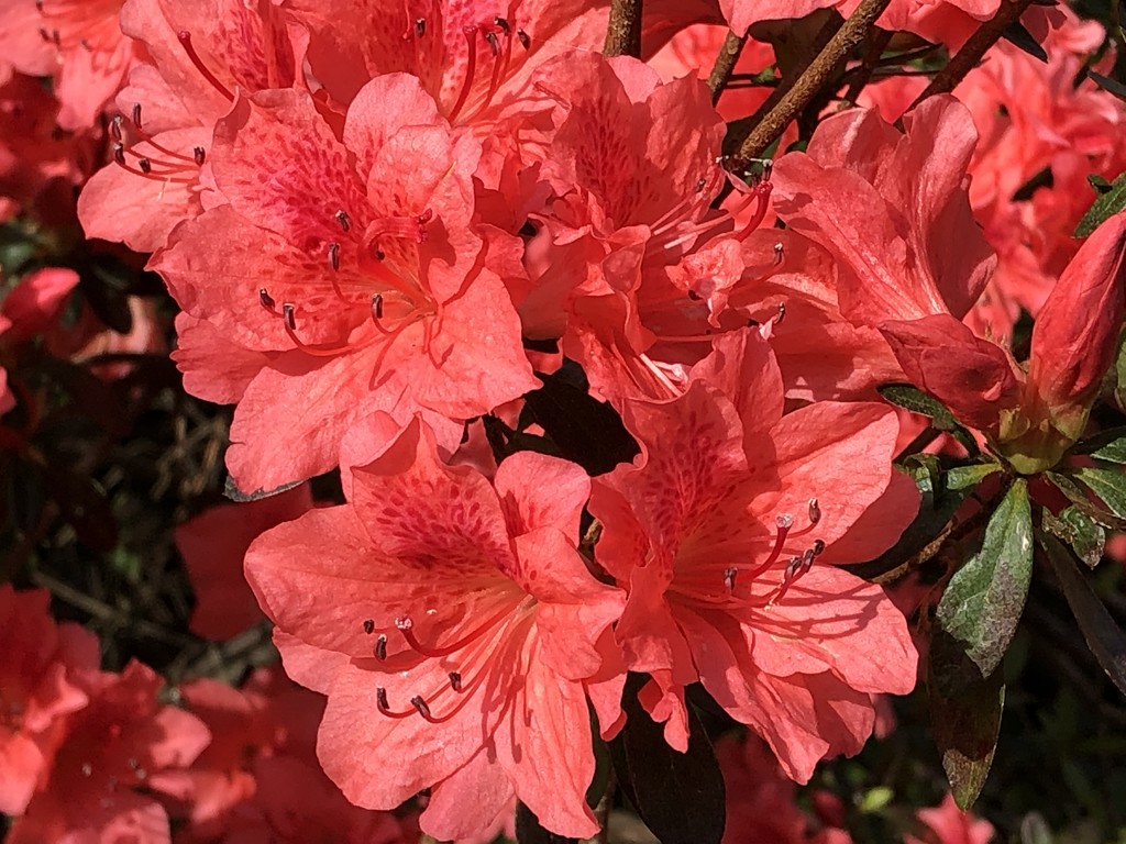 The colors of azaleas have been exceptionally bright and vivid this year. by congaree