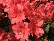 18th Mar 2020 - The colors of azaleas have been exceptionally bright and vivid this year.