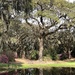 A live oak leafing out at the state park. by congaree