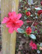 18th Mar 2020 - Baby azalea flowers