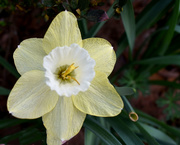 16th Mar 2020 - Lori's daffodils