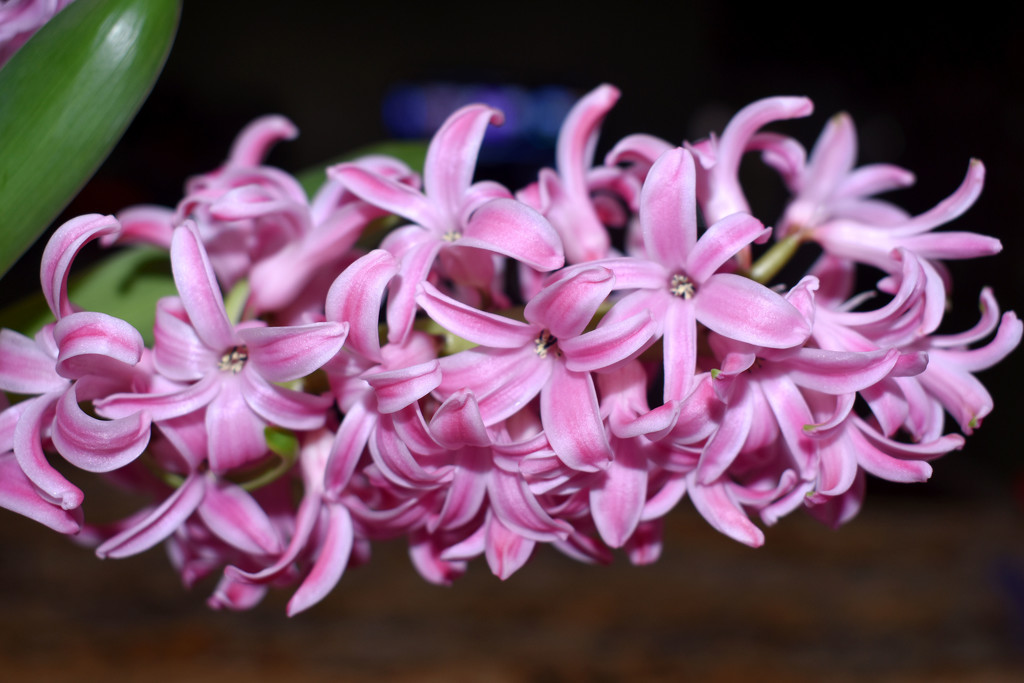 My pink hyacinth by homeschoolmom
