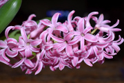 16th Mar 2020 - My pink hyacinth