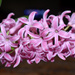 My pink hyacinth by homeschoolmom