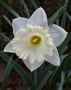 16th Mar 2020 - White daffodil