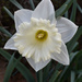 White daffodil by homeschoolmom
