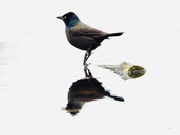 18th Mar 2020 - Grackle reflection 