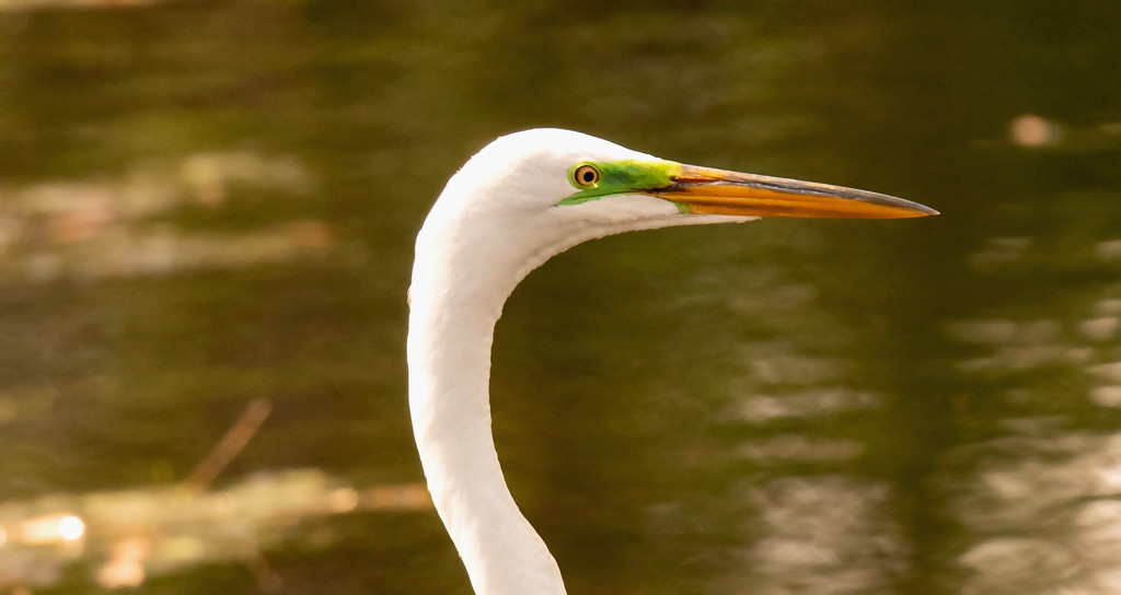 Egret Profile! by rickster549