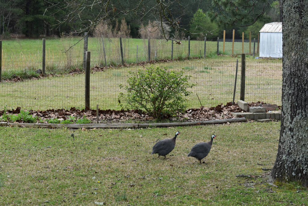 Fowl Neighbors by homeschoolmom