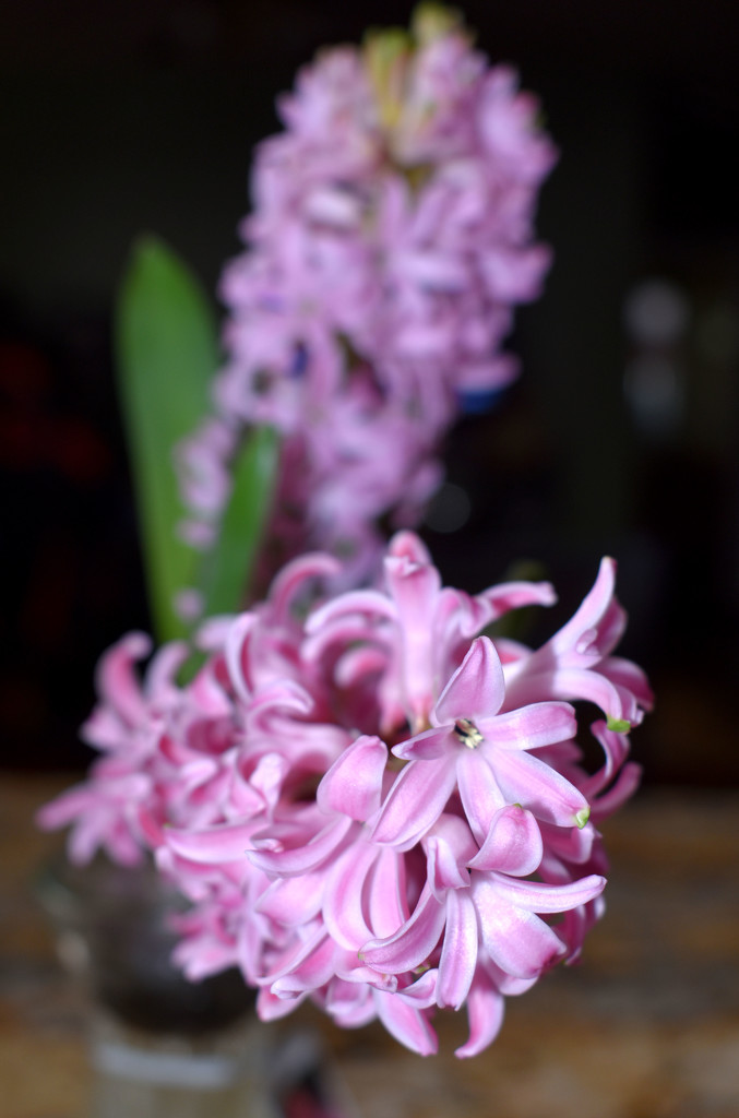 Hyacinth DOF by homeschoolmom