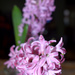 Hyacinth DOF by homeschoolmom