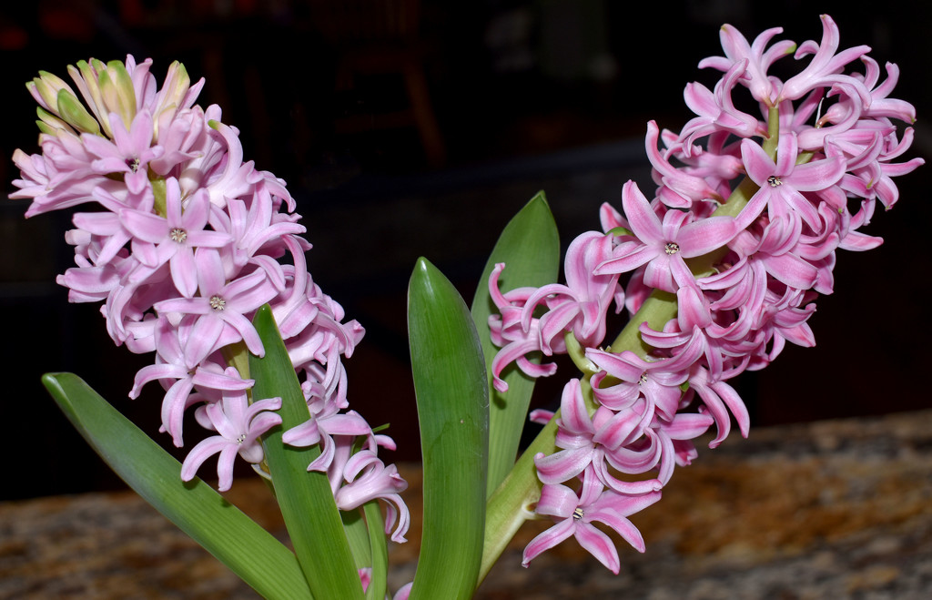 Hyacinth in Bloom by homeschoolmom