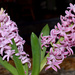 Hyacinth in Bloom by homeschoolmom