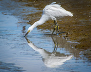 18th Mar 2020 - Snowy Egret
