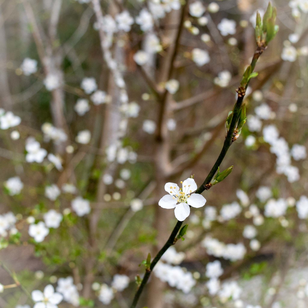 Little white blooms by theredcamera
